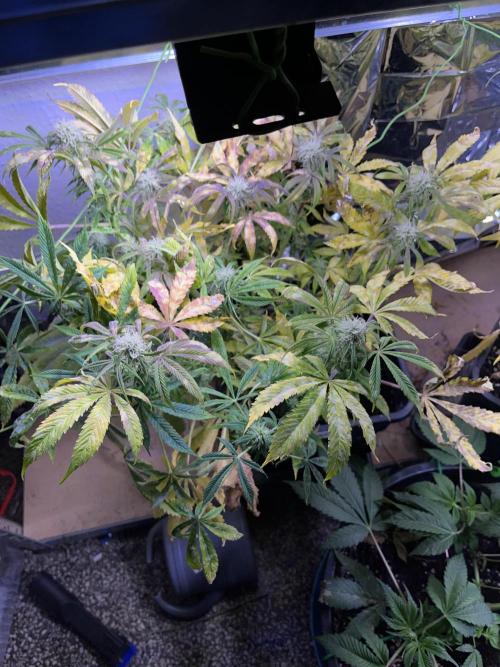 Auto Black Opium - Divine Seeds Contest. Week 14