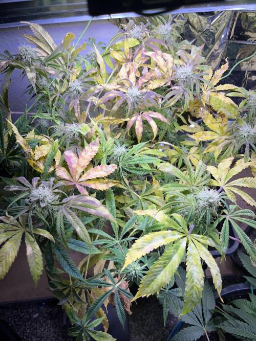 Auto Black Opium - Divine Seeds Contest. Week 14