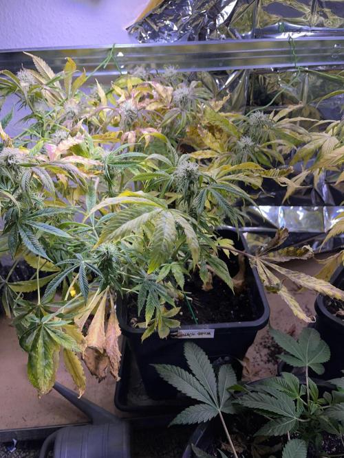 Auto Black Opium - Divine Seeds Contest. Week 14