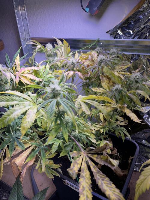 Auto Black Opium - Divine Seeds Contest. Week 14