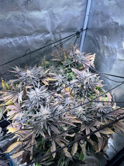 More dessert?. Week 15