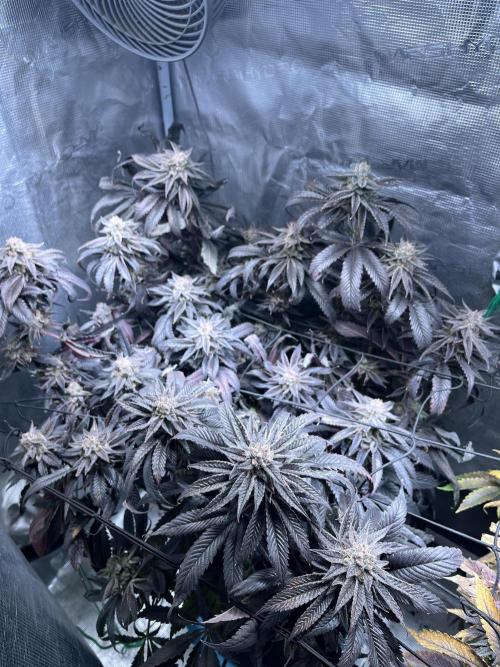 More dessert?. Week 15