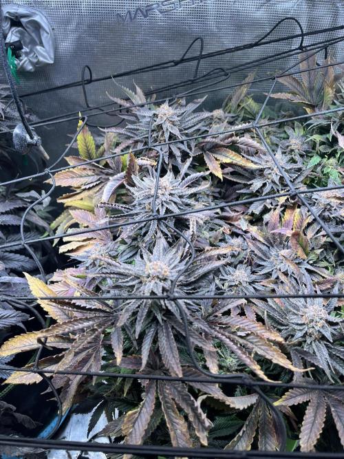 More dessert?. Week 15