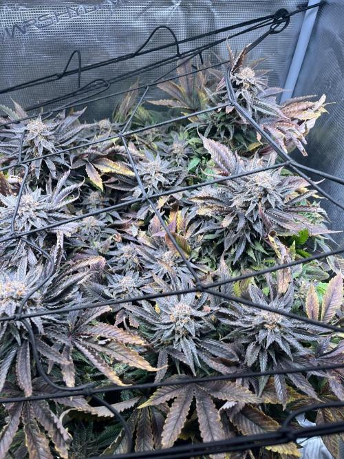 More dessert?. Week 15