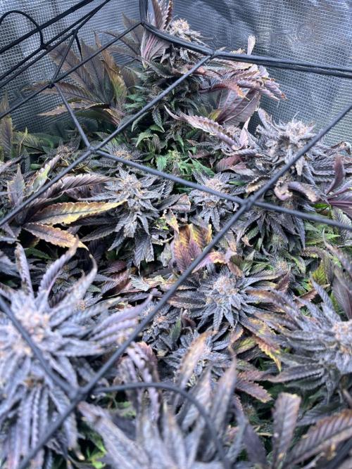 More dessert?. Week 15