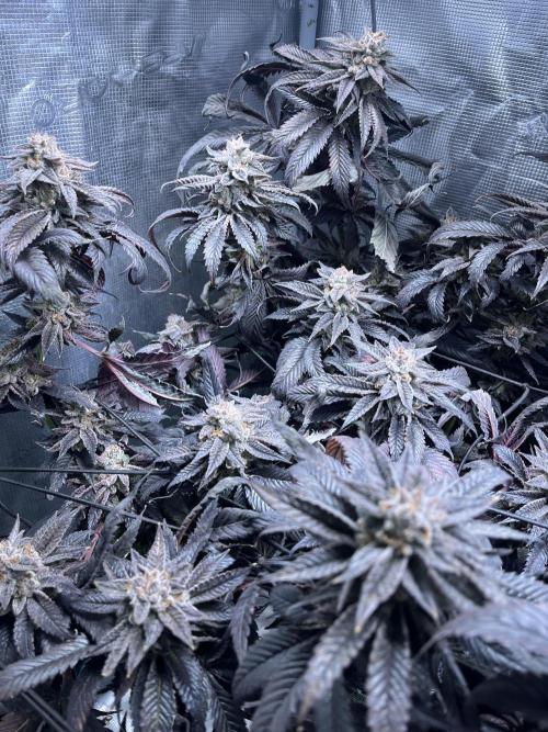 More dessert?. Week 15