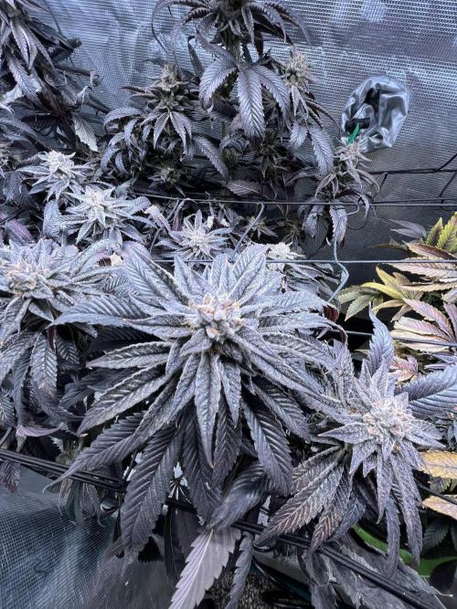 More dessert?. Week 15