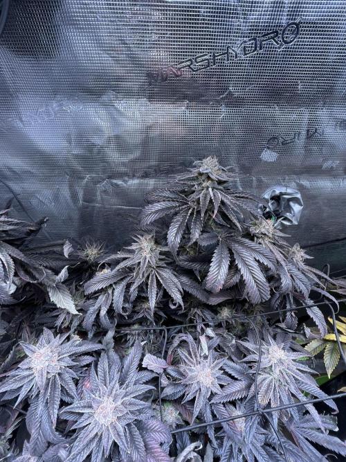 More dessert?. Week 15