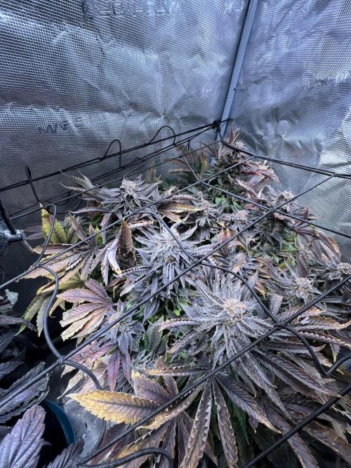 More dessert?. Week 15