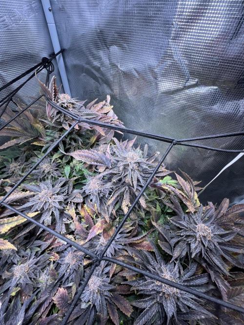 More dessert?. Week 15