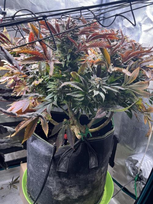 More dessert?. Week 15