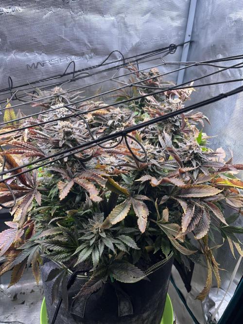 More dessert?. Week 15