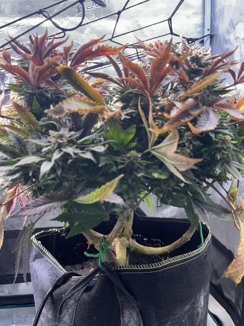 More dessert?. Week 15