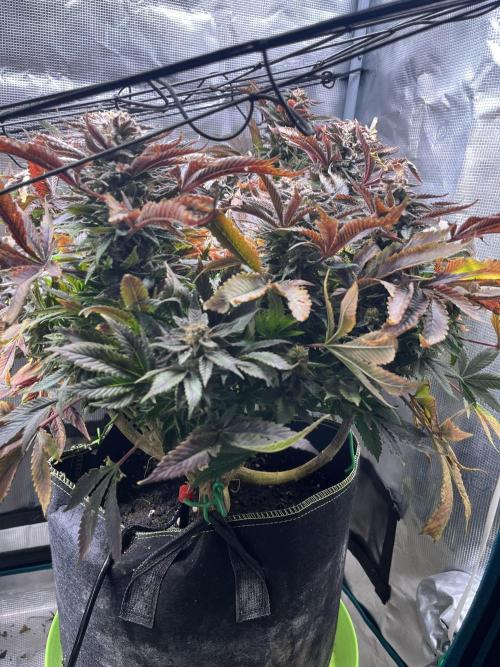 More dessert?. Week 15