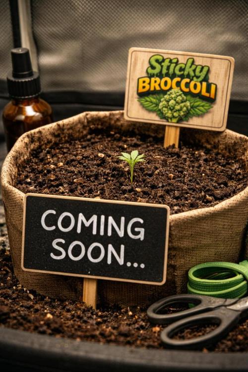 Sticky Broccoli Auto - Eternity Grow Cup. Week 2