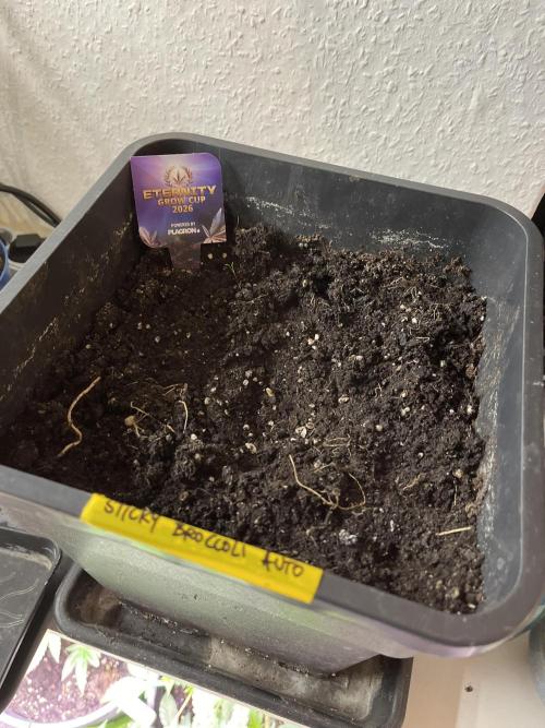 Sticky Broccoli Auto - Eternity Grow Cup. Week 2