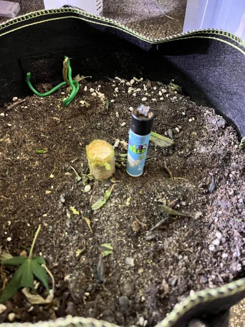 More dessert?. Week 16