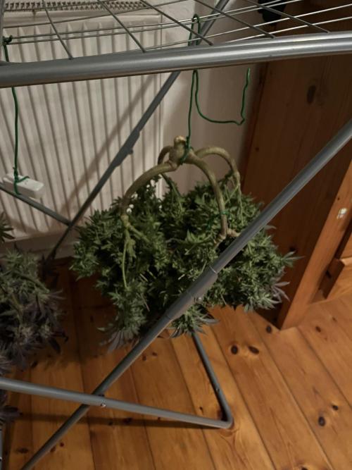 More dessert?. Week 16