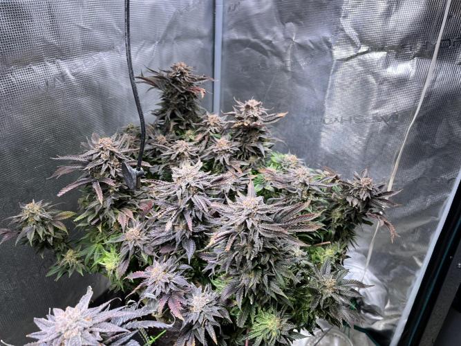 More dessert?. Week 16