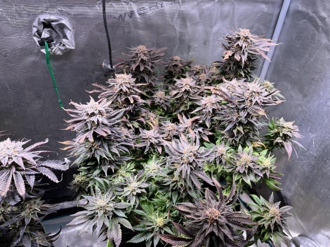 More dessert?. Week 16