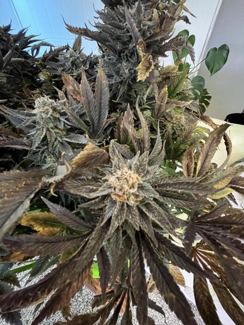 More dessert?. Week 16