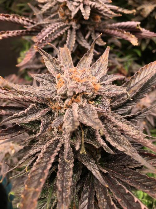 More dessert?. Week 16