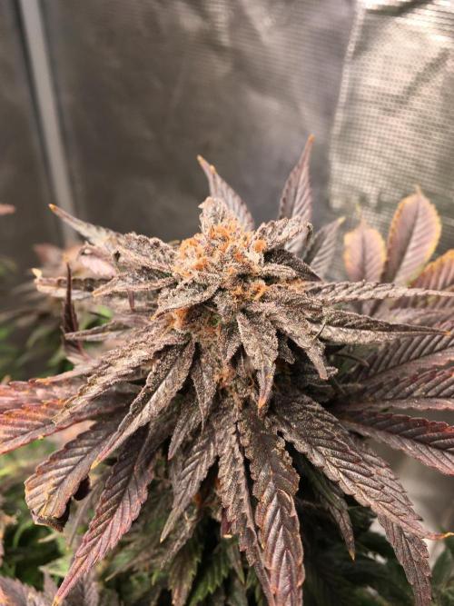 More dessert?. Week 16