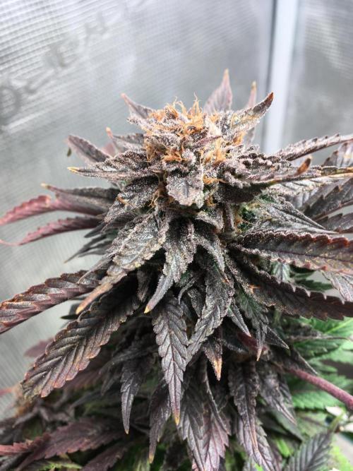 More dessert?. Week 16