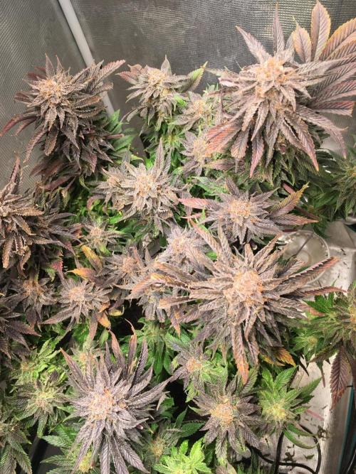 More dessert?. Week 16