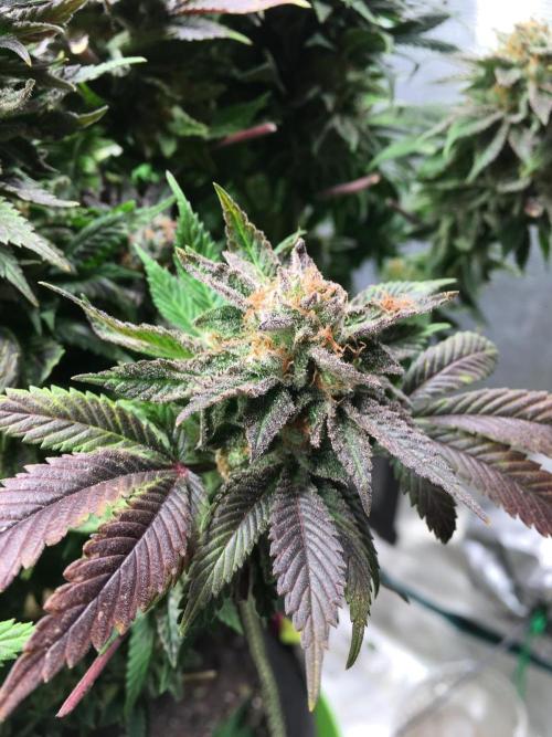 More dessert?. Week 16