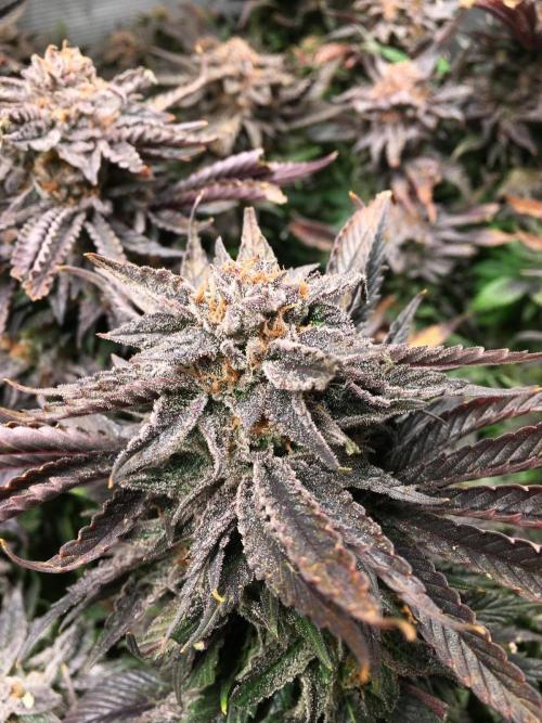 More dessert?. Week 16