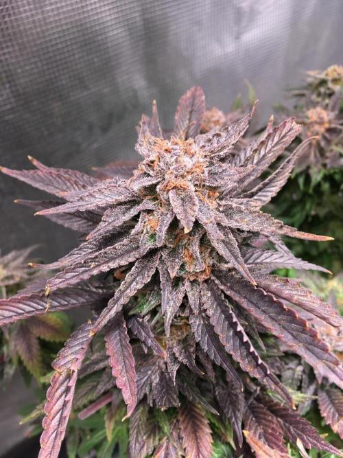 More dessert?. Week 16