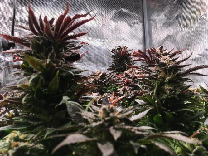 More dessert?. Week 16