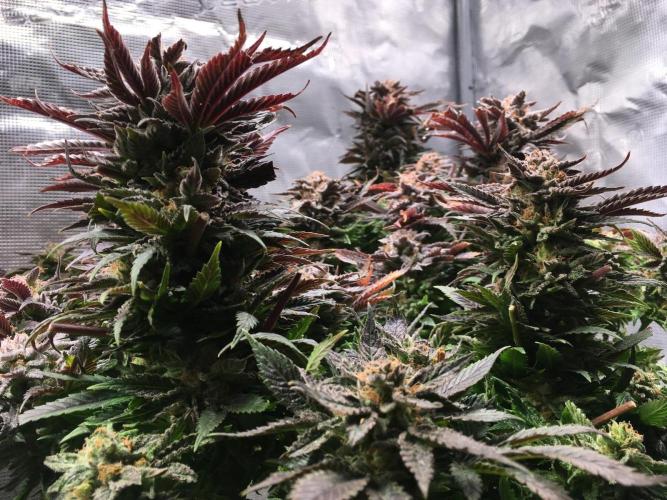 More dessert?. Week 16