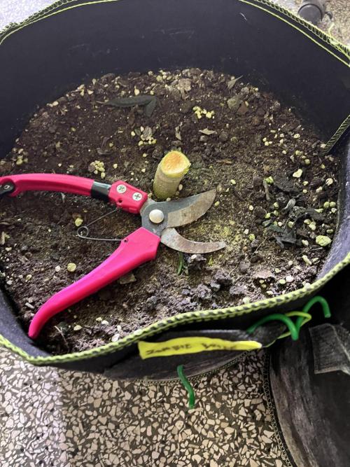 More dessert?. Week 16