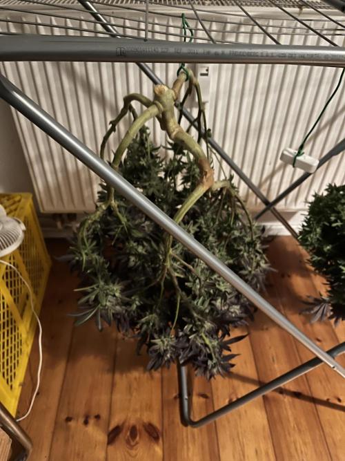 More dessert?. Week 16