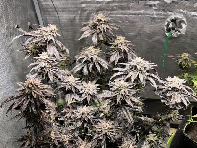 More dessert?. Week 16