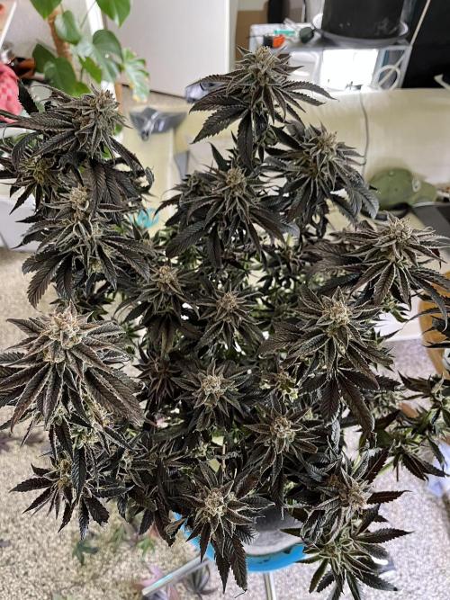 More dessert?. Week 16