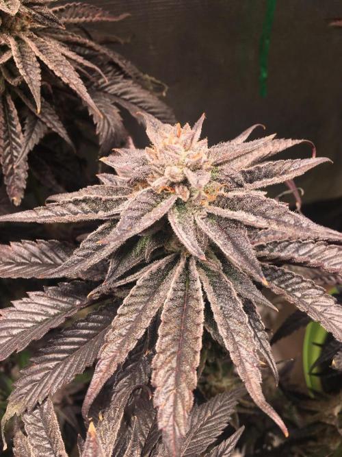 More dessert?. Week 16