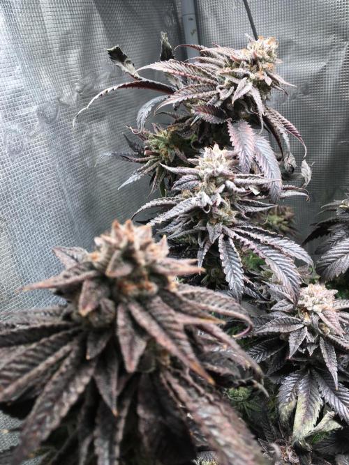 More dessert?. Week 16