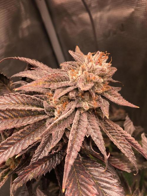 More dessert?. Week 16