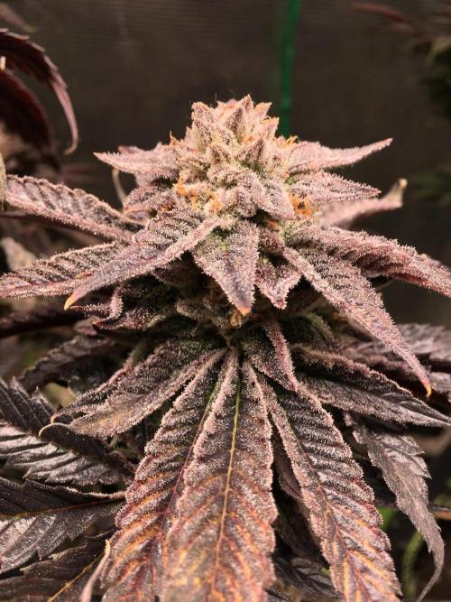 More dessert?. Week 16