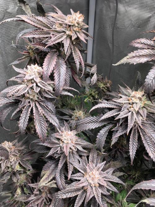 More dessert?. Week 16