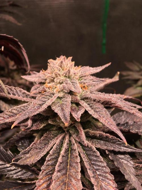 More dessert?. Week 16