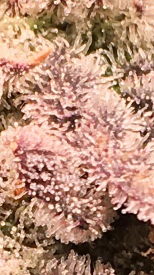 More dessert?. Week 16