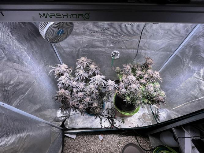 More dessert?. Week 16