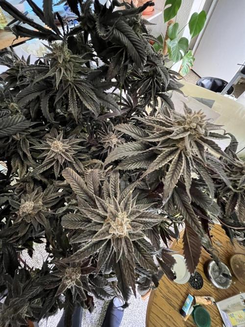 More dessert?. Week 16