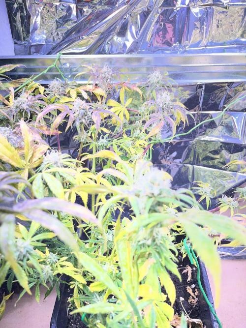 Auto Black Opium - Divine Seeds Contest. Week 15