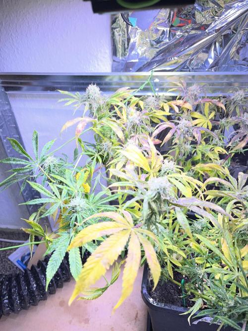 Auto Black Opium - Divine Seeds Contest. Week 15