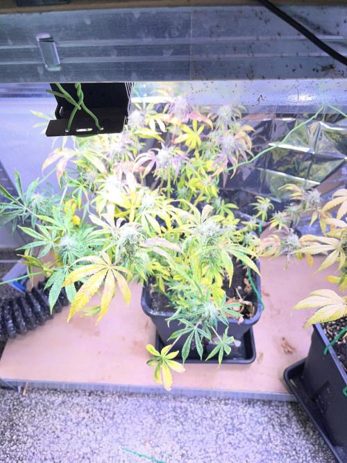 Auto Black Opium - Divine Seeds Contest. Week 15